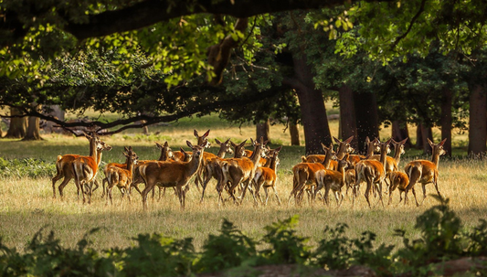 10 Reasons Why PA Hunting Seasons Are Among the Best in the U.S